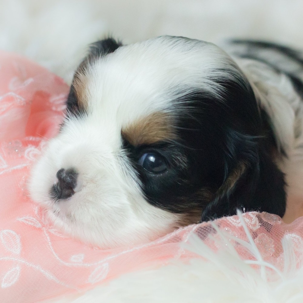 Meet your Posher, Cindy